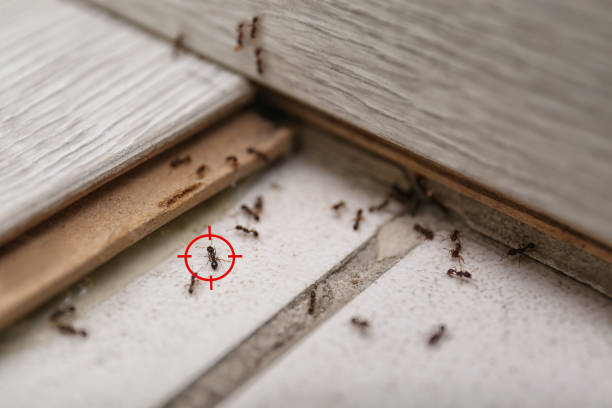 Trusted Maiden, NC Pest Control Experts